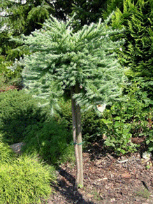      Larix kaempferi Blue Dwarf